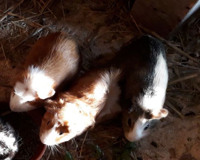 Meerschweinchen